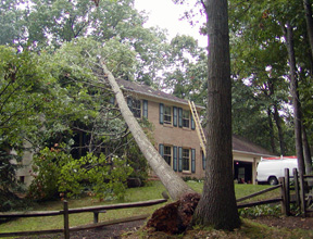 Storm Debris Damage from Tree