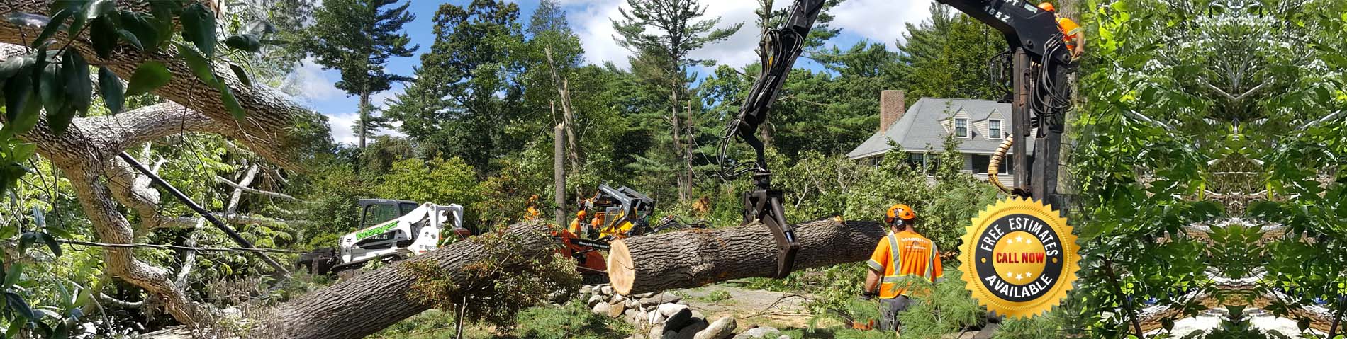 Tree removal - Sperryville, VA - Zach's Tree Service
