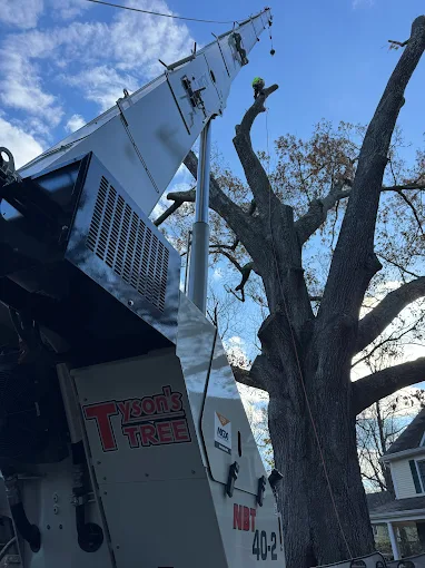 Crane removing tree