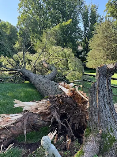 Downed tree after storm