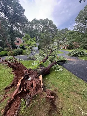 Downed tree after storm