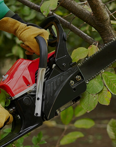 Man with chainsaw cutting tree