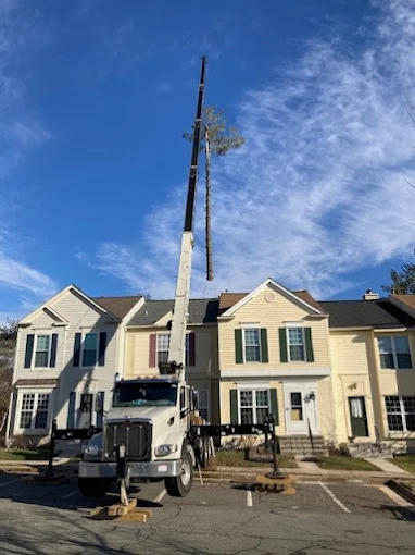 Crane removing tree over house