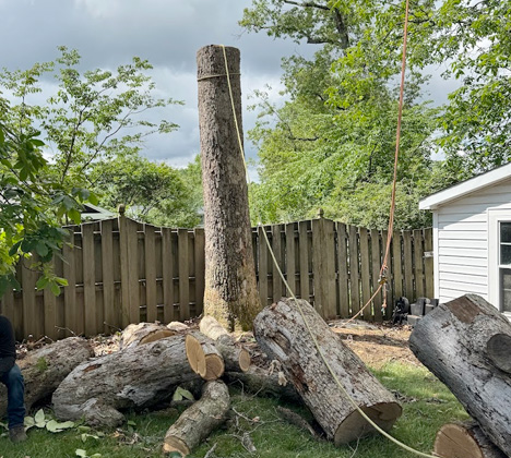Tree Removal in Fairfax, VA