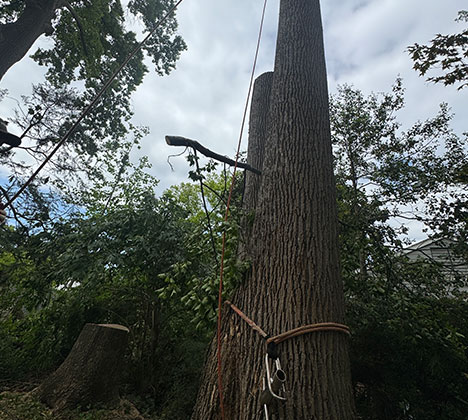 Large tree removal in Fairfax using crane