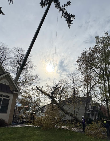 Tree removal near driveway